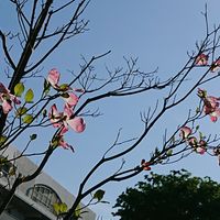 ハナミズキの画像