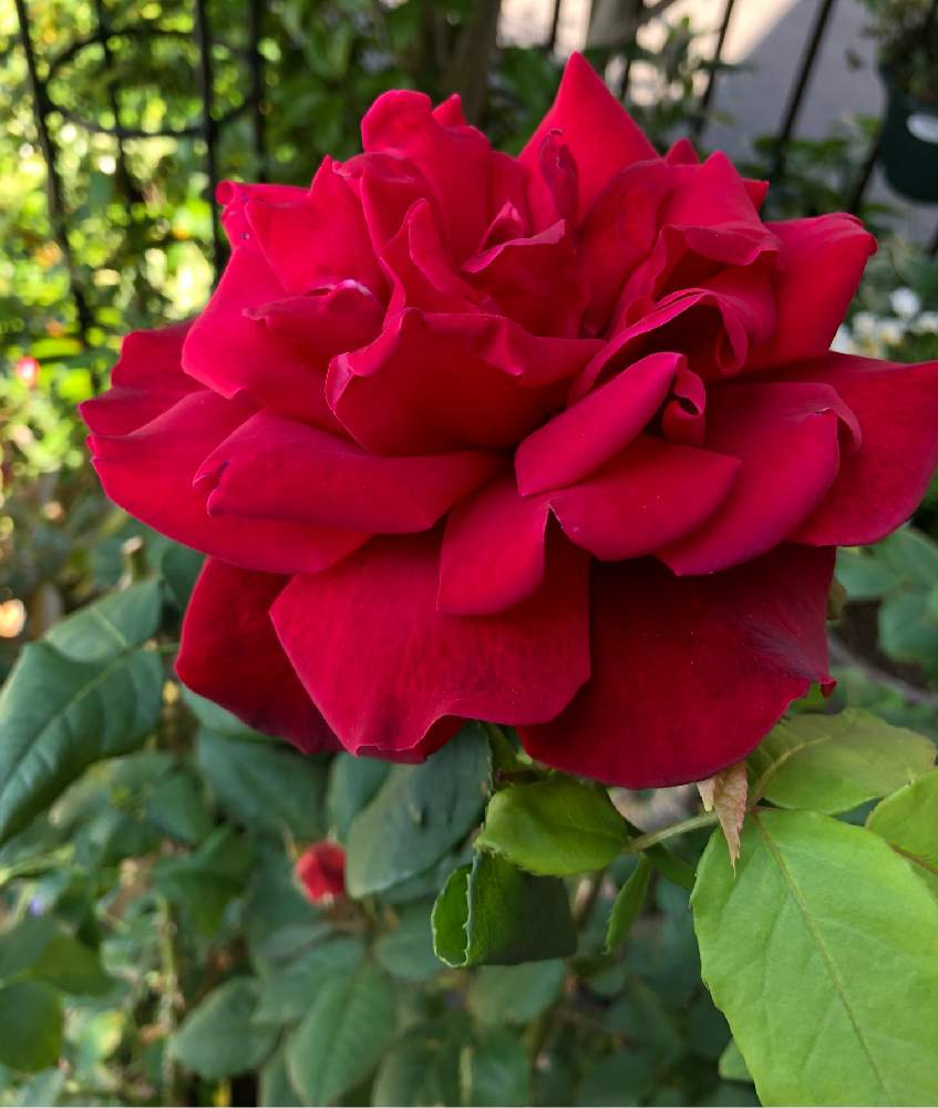 バラ キャラ ミアの投稿画像 By Mutsuchiyanさん 薔薇キャラミアと薔薇好きと癒しとエネルギーと母の日のプレゼント とありがとうと美しいと楽しみと休日のひと時とガーデニングと小さな小さな庭と花のある暮らしと薔薇 と頑張るばい 熊本 と薔薇の花 21月4月25日