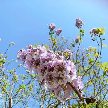桐の花の投稿画像一覧｜🍀GreenSnap（グリーンスナップ）
