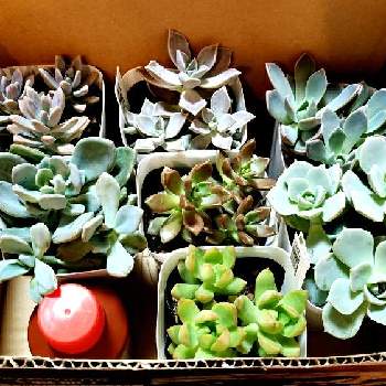 ホームセンターの徒長多肉の投稿画像一覧 Greensnap グリーンスナップ