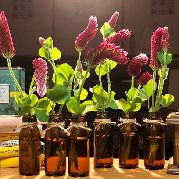 生花の切り花の投稿画像一覧 Greensnap グリーンスナップ