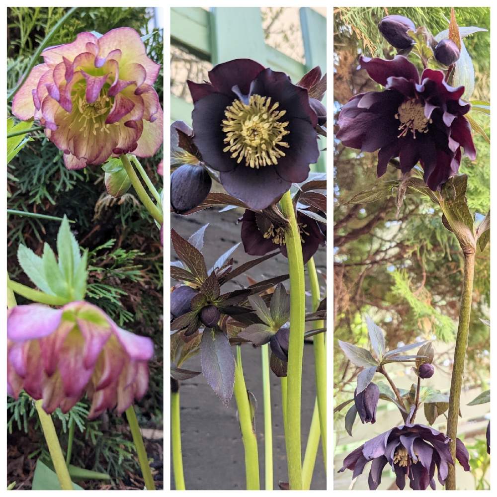 クリスマスローズ ルーセブラックの投稿画像 By Dayanさん クリスマスローズ愛同盟と クリスマスローズとナチュラルスタイルと北海道と大人かわいい と地植え 21月4月25日 Greensnap グリーンスナップ