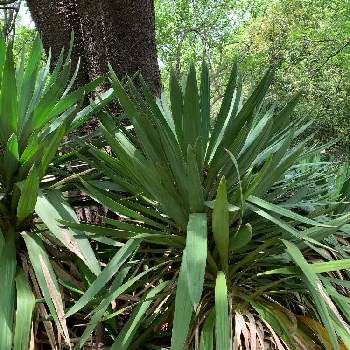 イトランの投稿画像一覧 Greensnap グリーンスナップ