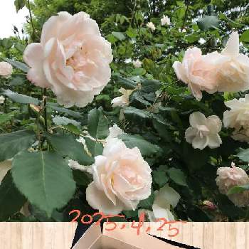 バラ マダムアルフレッドキャリエールの画像 by anneさん | 小さな庭とマダムアルフレッドキャリエールとばら バラ 薔薇とバラ マダムアルフレッドキャリエールとおうち園芸とバラが好きとバラを楽しむ