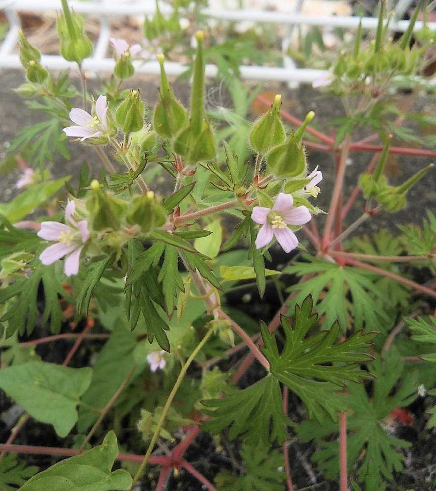 春の草花と野草 青 紫 桃色等の花 2 Greensnap グリーンスナップ