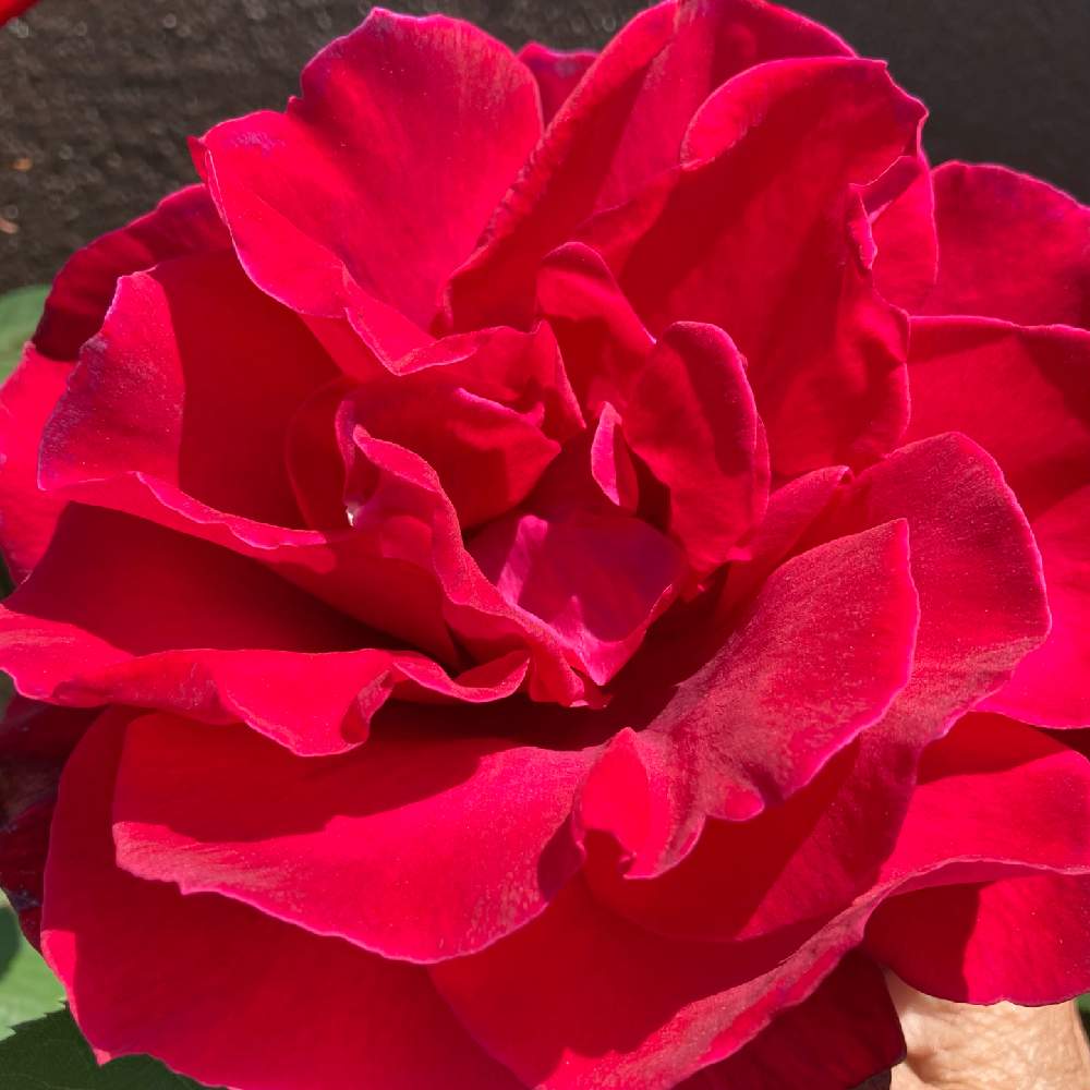 赤い薔薇の投稿画像 By Manabeさん 赤いバラとバラ科とバラ属と月曜日にはバラを 21月4月26日 Greensnap グリーンスナップ