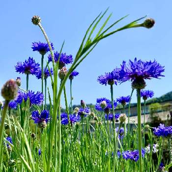お花の魅力の画像 by はーにゃんさん | 畑とヤグルマ菊とワクワク♡とお花の魅力とお家の植物