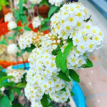 小手鞠の画像 by たーにゃさん | 小さな庭と小手鞠と植物のある暮らしと鉢植えのお花とハーブのある暮らしとお花のある生活とハーバリウム