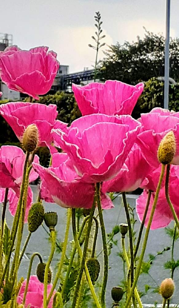 ポピーの投稿画像 By さくら貝さん ケシとスマホ撮影と 今日のお花 と ポピーとケシ科と季節の花と風景と花びらと 今日の空 とお花 21月4月26日 Greensnap グリーンスナップ