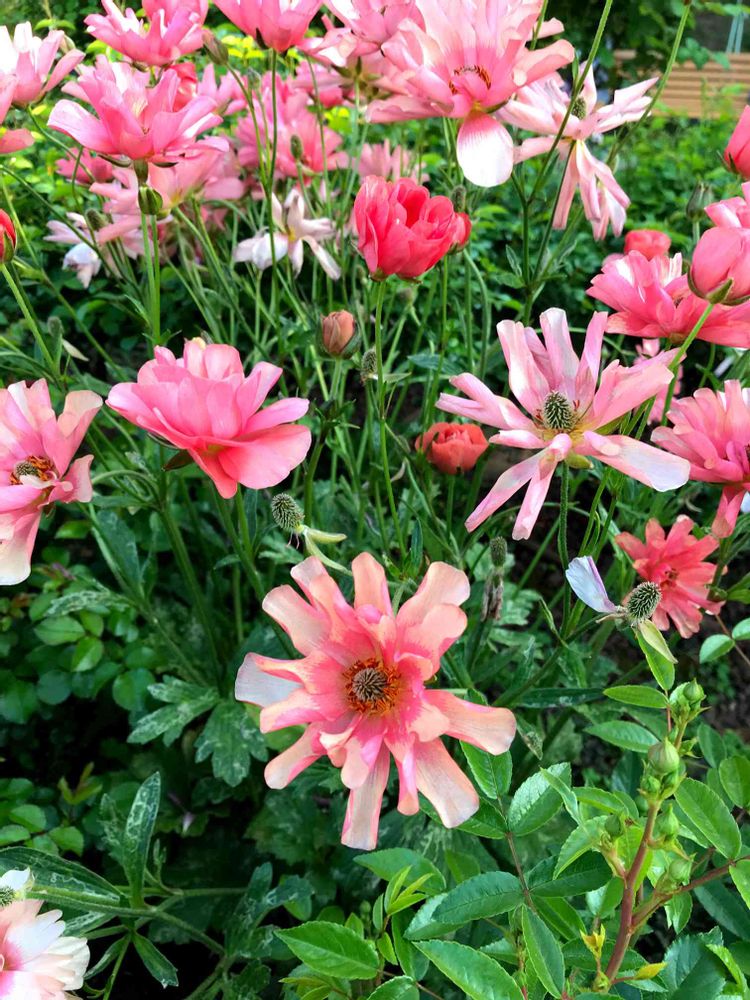 ユダコさんの山下公園への投稿