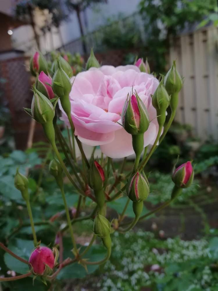 日陰のグランドカバーの投稿画像 By のりちゃんさん 日陰庭と花のある暮らしとバラ ミニバラと秋冬は暗黒時代 21月4月26日 Greensnap グリーンスナップ