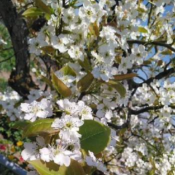 梨の花の投稿画像一覧 Greensnap グリーンスナップ