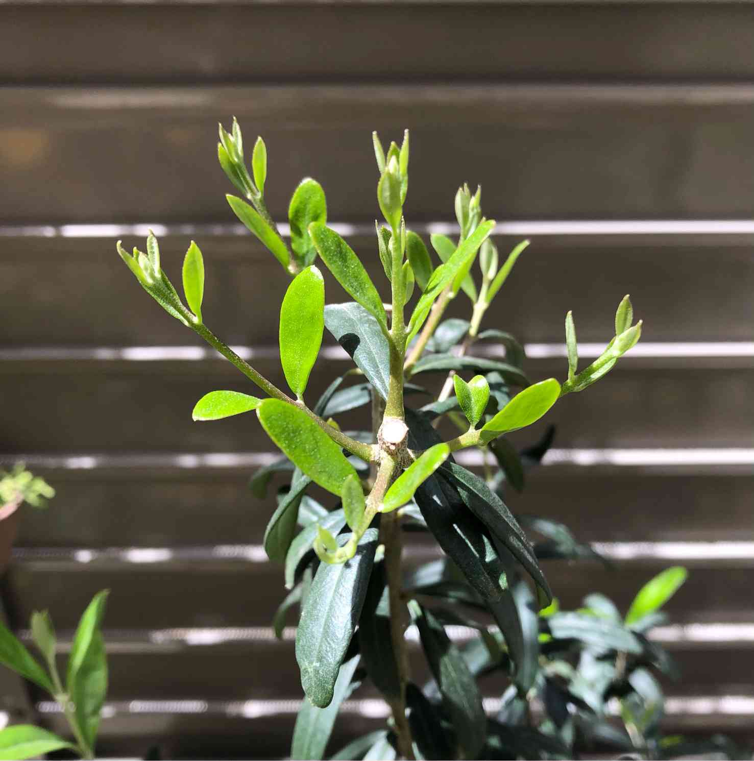 オリーブ太枝挿木挿し木切り枝盆栽休眠挿し無農薬