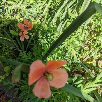 野草の花の画像 by ヒロシさん | 小さな庭とナガミヒナゲシと可憐な花と忍び込みとナガミヒナゲシの花と野草の花とオレンジと家庭園芸