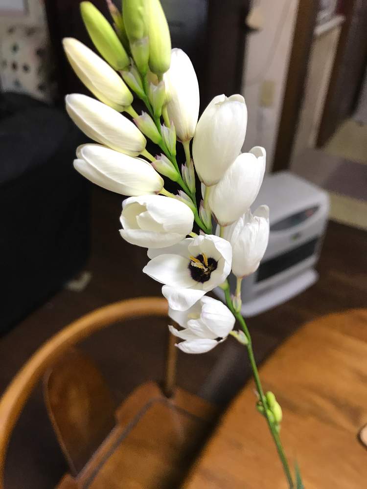 イキシアの投稿画像 By 華ちゃんさん 21月4月26日 Greensnap グリーンスナップ