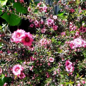 アッキーラのアルバム Greensnap グリーンスナップ