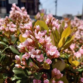 モッコクモドキの投稿画像一覧 Greensnap グリーンスナップ