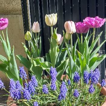 ♯寄せ植えの画像 by *hiro*さん | チューリップとムスカリと庭パトと紫チーム✨と可愛い花とおうち園芸とピンクチーム✨と♯寄せ植えと大好きな花と花のある暮らしと白チーム✨
