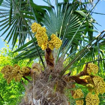 シュロの花の投稿画像一覧 Greensnap グリーンスナップ