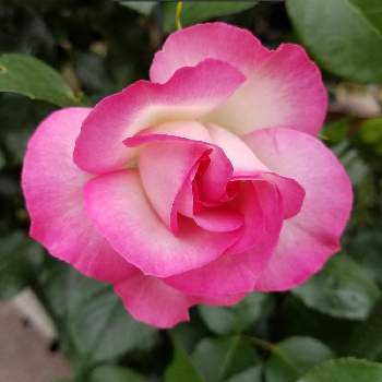 薔薇が大好きの画像 by フランさん | アプローチとピンクの薔薇と薔薇が大好きとおうち園芸とストロベリーアイスとピンクのお花と可愛い薔薇とガーデニングとピンクの縁取りと苺シロップ