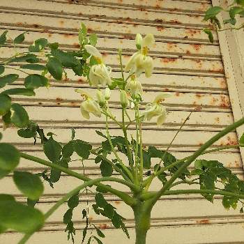 モリンガの投稿画像一覧 Greensnap グリーンスナップ