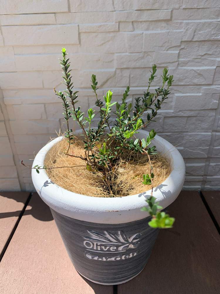 クランベリーの投稿画像 By はちはちはっちさん 花と緑のある暮らしと新芽ぞくぞくと小さな花壇とおうち園芸とガーデニング初心者とガーデニングと小さな小さな庭と園芸初心者とお花好きの人と繋がりたいと新芽 21月4月26日 Greensnap グリーンスナップ