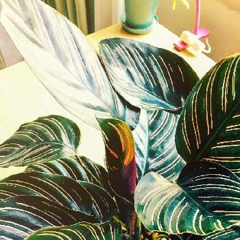 カラテア サンデリアーナの投稿画像一覧 Greensnap グリーンスナップ