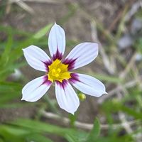 ニワゼキショウ,花壇,ガーデニング,山野草,アヤメ科の画像