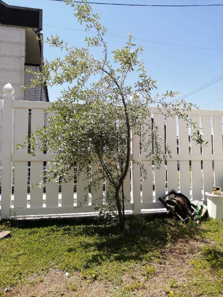 ロシアンオリーブ 成長記録 Greensnap グリーンスナップ