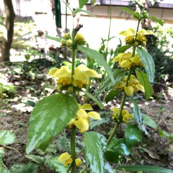 キバナオドリコソウの画像 by HEATHさん | 小さな庭とキバナオドリコソウと地植えと黄色の花とシソ科と斑入り葉っぱ