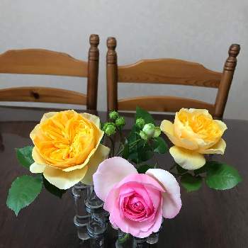 カラフルお花の画像 by botanさん | 部屋とジャンヌダルクとエクレールとピエールドゥロンサーヌと春爛漫と春のリビングフラワーフォトコンとカラフルお花とピンクのお花と黄色いお花