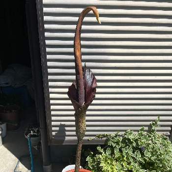 こんにゃくの育て方 年数別の栽培ポイントや収穫までの日数は Greensnap グリーンスナップ