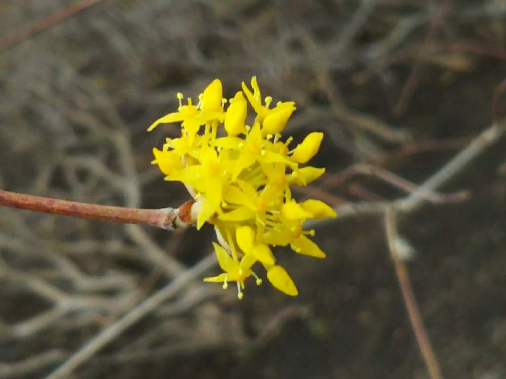 サンシュユの投稿画像 By ジャージーさん 花木と黄色い花と常緑小低木と庭木と可愛いと北海道 21月4月26日 Greensnap グリーンスナップ