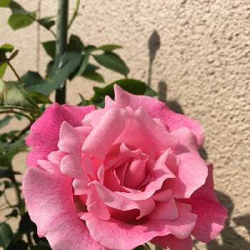 バラ　スパニッシュ　ビューティーの画像 by のりピィさん | 小さな庭とバラとバラ　スパニッシュ　ビューティーとガーデニングと花のある暮らしとおうち園芸