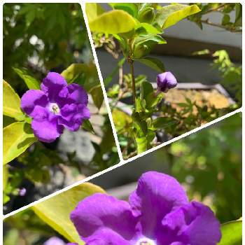 ニオイバンマツリの花の画像 by akiさん | バルコニー/ベランダと白から紫へとニオイバンマツリの花とおうち園芸