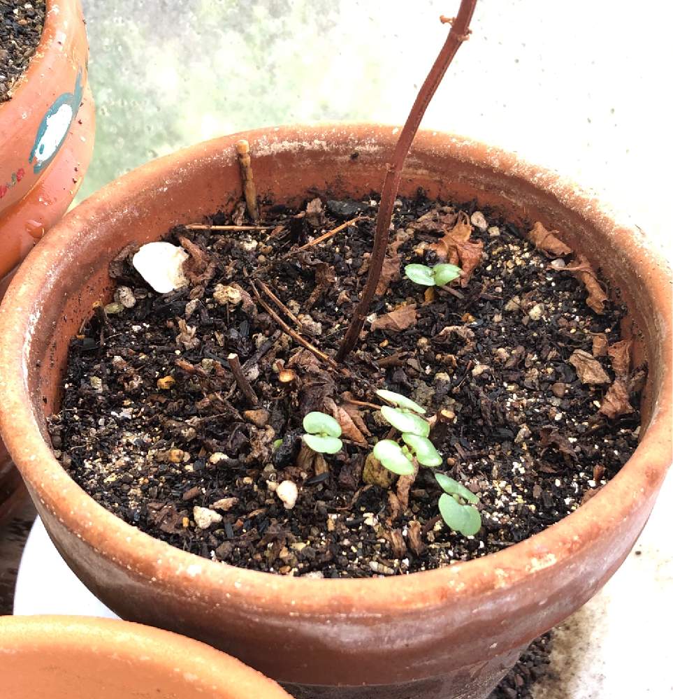 大葉の投稿画像 By Ytktokusanさん 青紫蘇と 紫蘇としそと再生と観察と薬味とこぼれだねとハーブ 21月4月26日 Greensnap グリーンスナップ