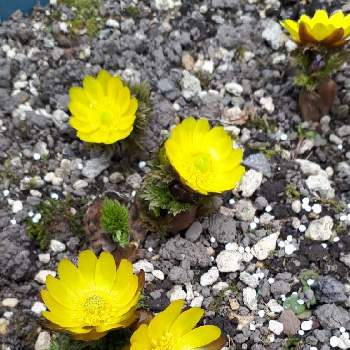 福寿草 フクジュソウ の育て方 肥料や植え替えの時期は 増やし方は Greensnap グリーンスナップ