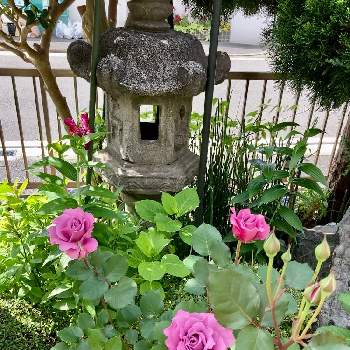 バラ エンジェルフェイスの投稿画像一覧 Greensnap グリーンスナップ