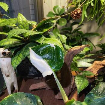 ハーフムーンの画像 by wakkkkさん | インテリアとホヤ・カリストフィラとフィロデンドロン・ホワイトプリンセスと観葉植物とホヤとフィロデンドロン属と熱帯植物と斑入り。とハーフムーン