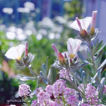 モロッコナズナの画像 by yorimichi*さん | バルコニー/ベランダとコンボルブルスとモロッコナズナとちいさな花とつぼみ好きとピンクとほんのりピンクと花のある暮らしといいお天気♪とバルコニスト