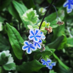 オンファロデス,寄せ植え,鉢植え,青い花,爽やかの画像