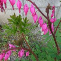 タイツリソウ,チーム魔女っ子の画像