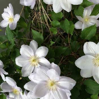 クレマチス白馬の投稿画像一覧 Greensnap グリーンスナップ