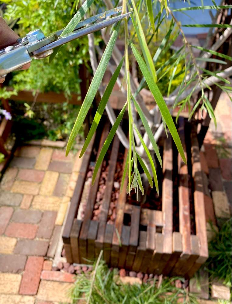 アカシア フロリバンダの投稿画像 By しおんさん 剪定とs家の庭の植物と花壇と春の庭と庭木とネイティブプランツと地植え 21月4月26日 Greensnap グリーンスナップ