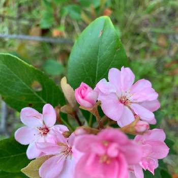 モッコクモドキの投稿画像一覧 Greensnap グリーンスナップ