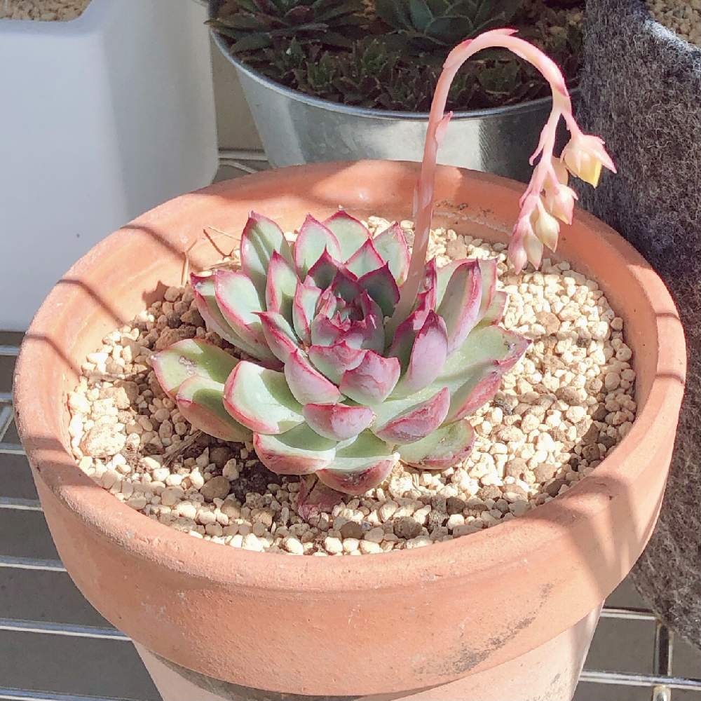 花うららの投稿画像 By ほっこりん さん ニョロン 26日 の日と多肉植物と多肉植物初心者 21 月4月26日 Greensnap グリーンスナップ