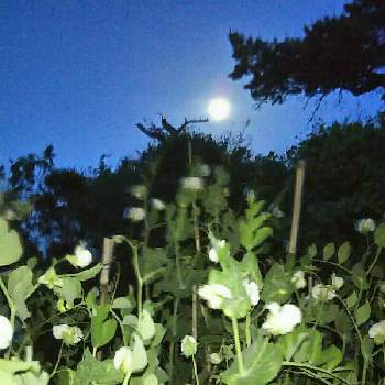 風が冷たいの画像 by キンちゃんさん | 小さな庭と風が冷たいと今日は快晴☀と風が強い。と今夜のお月さま。