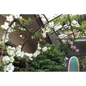 スパニッシュビューティ（バラ）の画像 by 我楽多さん | 小さな庭とナニワイバラとスパニッシュビューティ（バラ）といつもの箱庭（ポーチ）と4月の花と四月の箱庭とOM-D E-M1ⅡとOLY 17mm F1.2