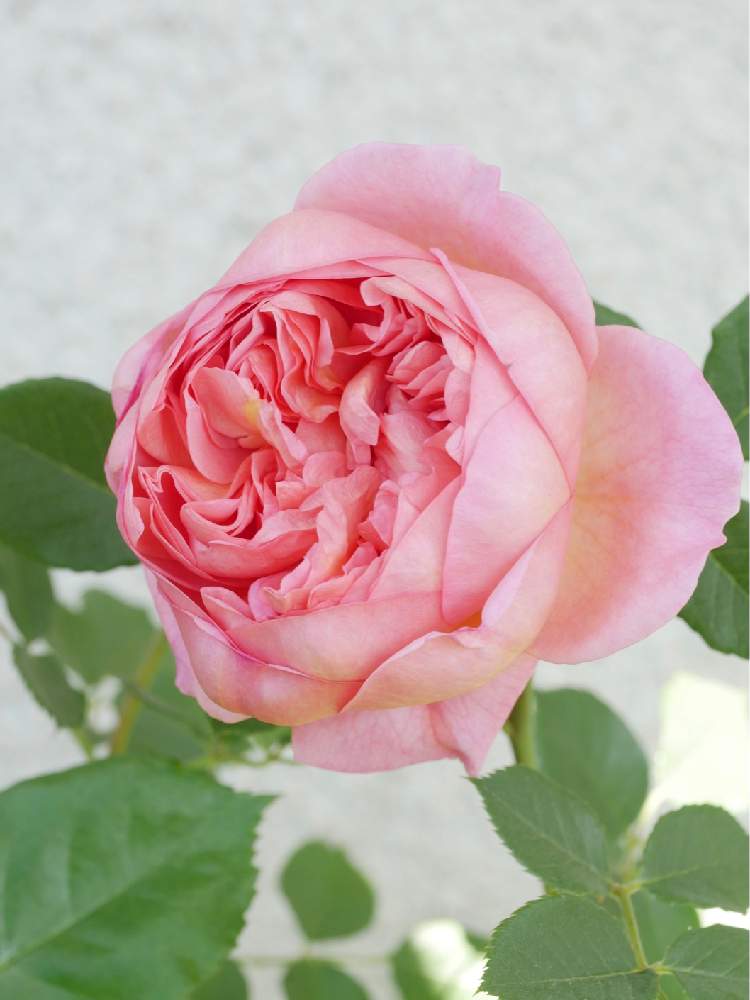 バラの投稿画像 By Kiraraさん ボスコベルとバラ ボスコベルと鉢バラとばら バラ 薔薇と薔薇愛同盟とデビッドオースチンと薔薇 に魅せられてとピンク ピンクとイングリッシュ ローズと鉢植えと可愛いと月曜日にはバラをとガーデニングと花のある暮らしと薔薇 と咲い