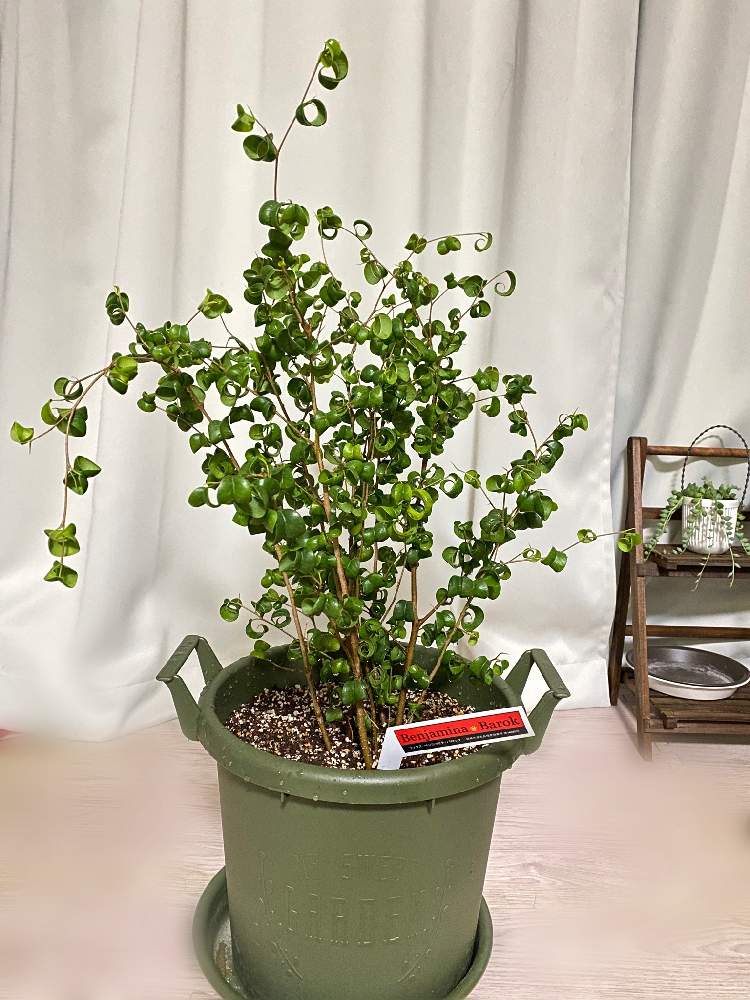 ベンジャミン バロックの投稿画像 By べてこさん ベンジャミンバロック と観葉植物とわが家の観葉植物 と相談と観葉植物のある暮らし 21月4月26日 Greensnap グリーンスナップ